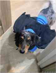青い服を着た看板犬しらす